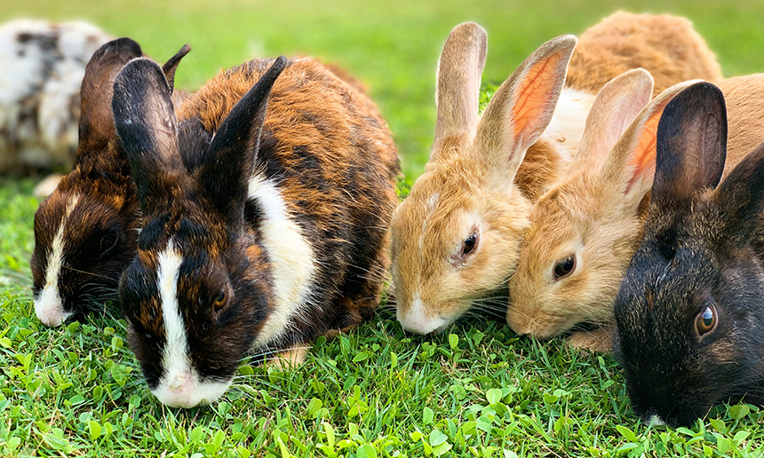 Närbild på tre kaniner, en svartvit och två rödbruna.