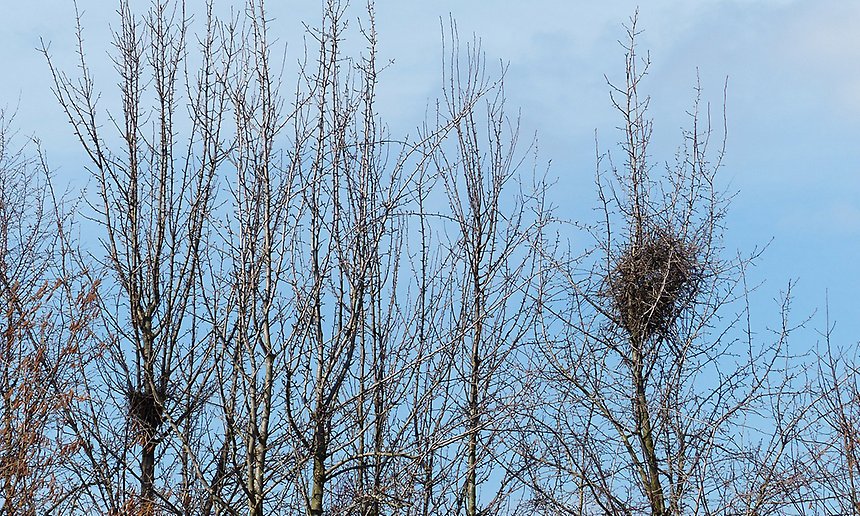 Bild på ett träd med två fågelbon 